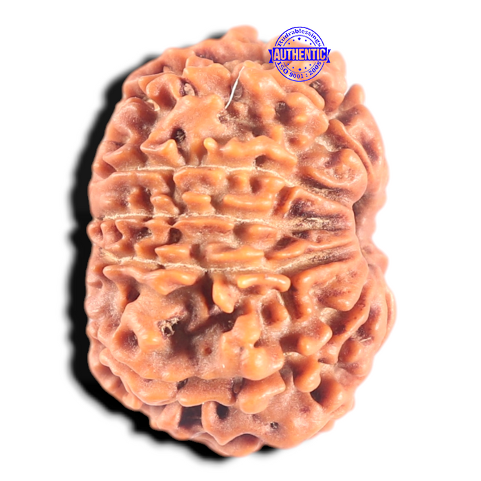 11 Mukhi Nepalese Rudraksha - Bead No. 453