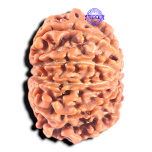 Load image into Gallery viewer, 11 Mukhi Nepalese Rudraksha - Bead No. 453
