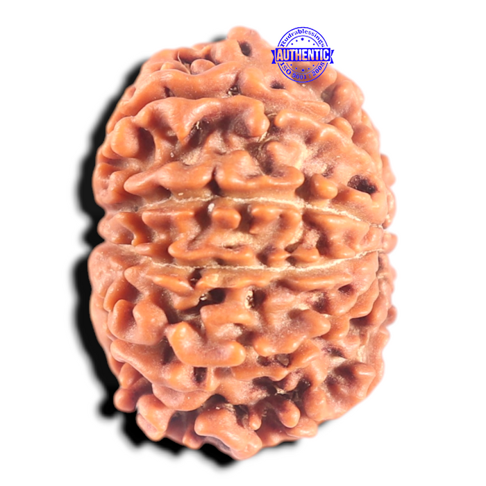 11 Mukhi Nepalese Rudraksha - Bead No. 453