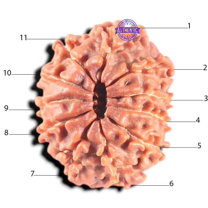11 Mukhi Nepalese Rudraksha - Bead No. 454