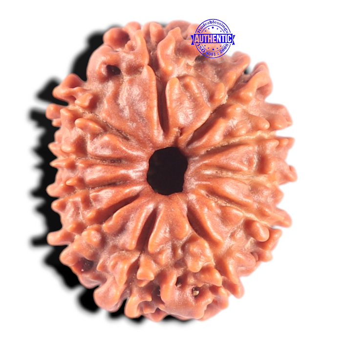 11 Mukhi Nepalese Rudraksha - Bead No. 454