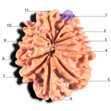 Load image into Gallery viewer, 11 Mukhi Nepalese Rudraksha - Bead No. 455
