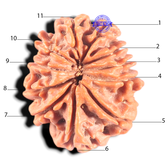 11 Mukhi Nepalese Rudraksha - Bead No. 455