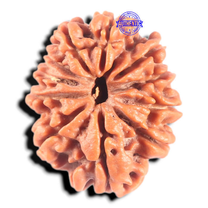 11 Mukhi Nepalese Rudraksha - Bead No. 455
