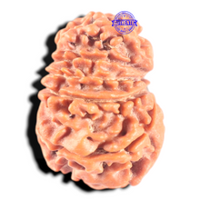 Load image into Gallery viewer, 11 Mukhi Nepalese Rudraksha - Bead No. 455
