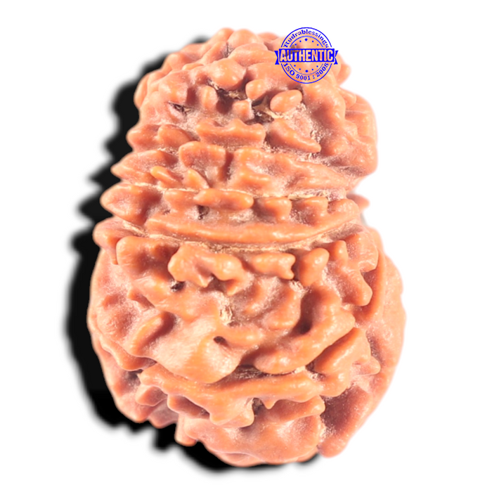 11 Mukhi Nepalese Rudraksha - Bead No. 455