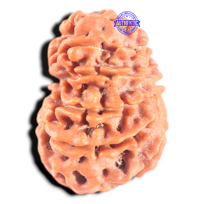 11 Mukhi Nepalese Rudraksha - Bead No. 455