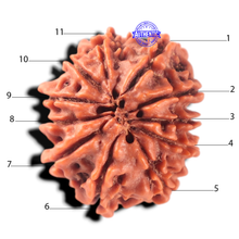Load image into Gallery viewer, 11 Mukhi Nepalese Rudraksha - Bead No. 456
