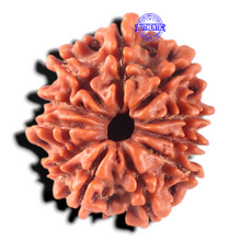 Load image into Gallery viewer, 11 Mukhi Nepalese Rudraksha - Bead No. 456
