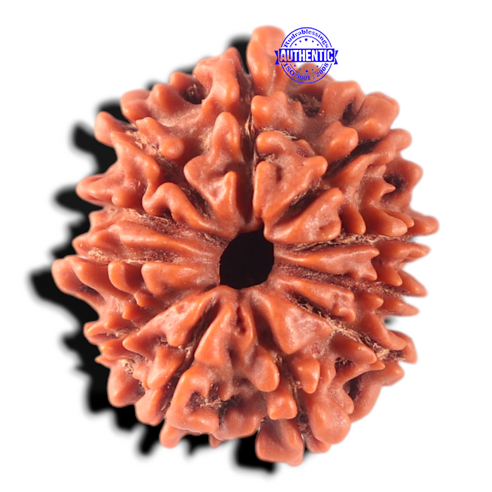 11 Mukhi Nepalese Rudraksha - Bead No. 456