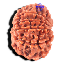 Load image into Gallery viewer, 11 Mukhi Nepalese Rudraksha - Bead No. 456
