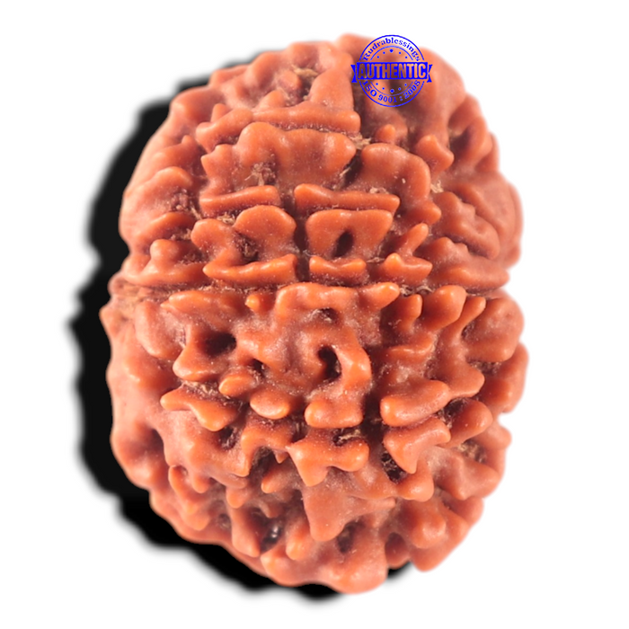11 Mukhi Nepalese Rudraksha - Bead No. 456