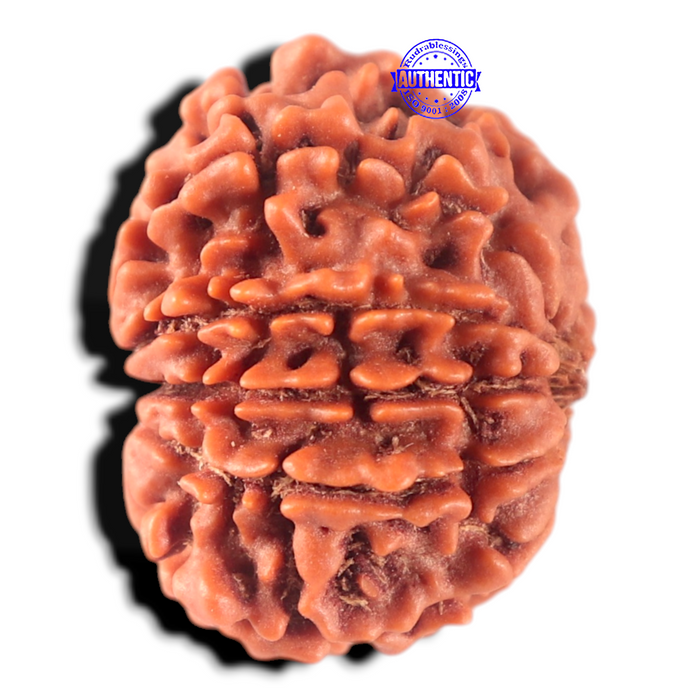 11 Mukhi Nepalese Rudraksha - Bead No. 456