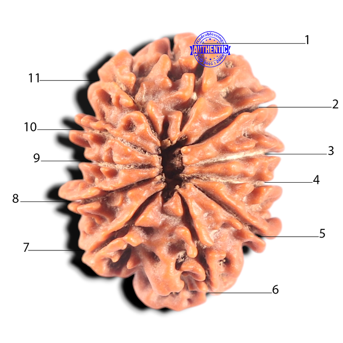 11 Mukhi Nepalese Rudraksha - Bead No. 457