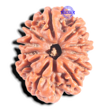 Load image into Gallery viewer, 11 Mukhi Nepalese Rudraksha - Bead No. 457
