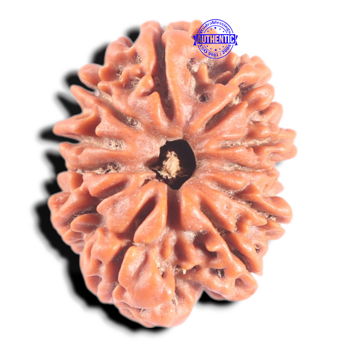 11 Mukhi Nepalese Rudraksha - Bead No. 457