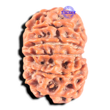 Load image into Gallery viewer, 11 Mukhi Nepalese Rudraksha - Bead No. 457
