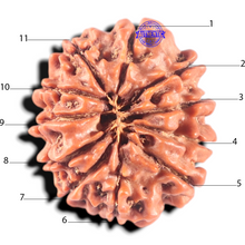 Load image into Gallery viewer, 11 Mukhi Nepalese Rudraksha - Bead No. 458
