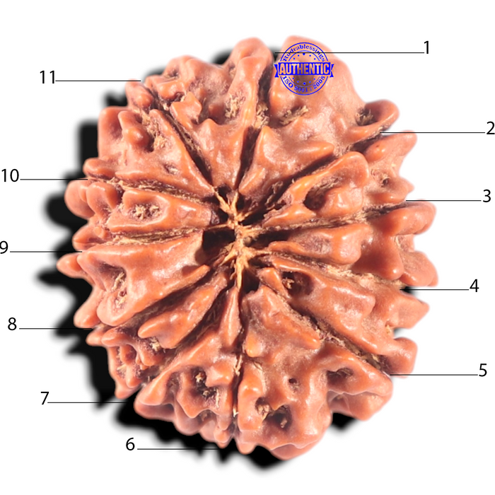 11 Mukhi Nepalese Rudraksha - Bead No. 458