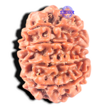 Load image into Gallery viewer, 11 Mukhi Nepalese Rudraksha - Bead No. 458
