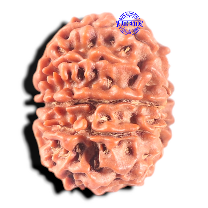 11 Mukhi Nepalese Rudraksha - Bead No. 458