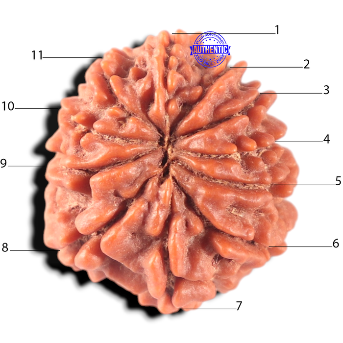 11 Mukhi Nepalese Rudraksha - Bead No. 459