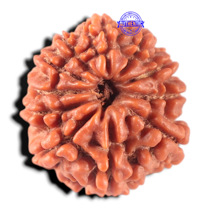 11 Mukhi Nepalese Rudraksha - Bead No. 459