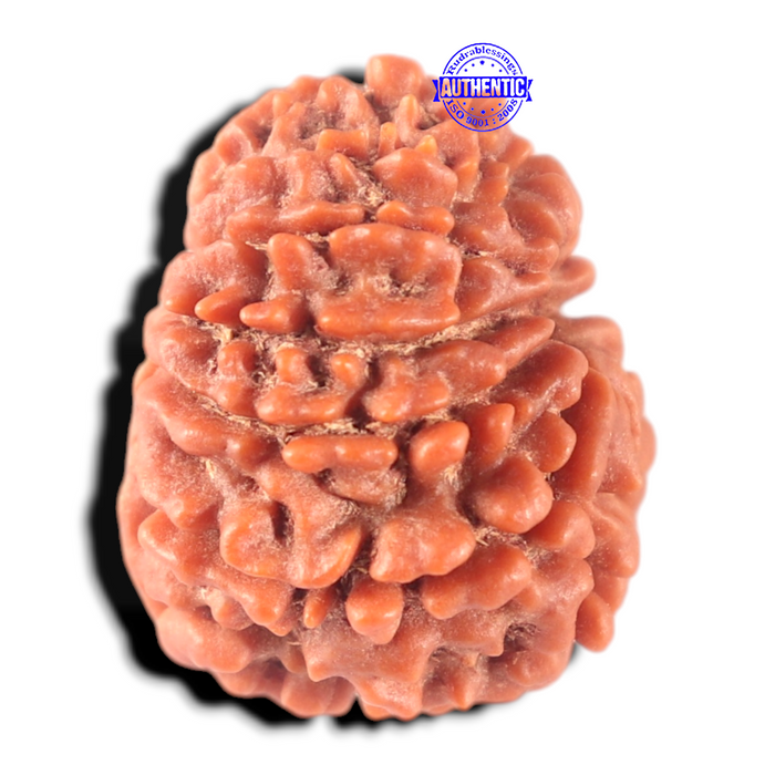 11 Mukhi Nepalese Rudraksha - Bead No. 459