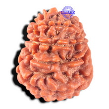 Load image into Gallery viewer, 11 Mukhi Nepalese Rudraksha - Bead No. 459
