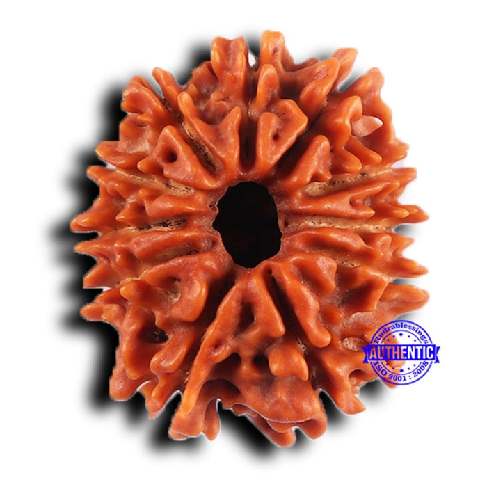 11 Mukhi Nepalese Rudraksha - Bead No. 378