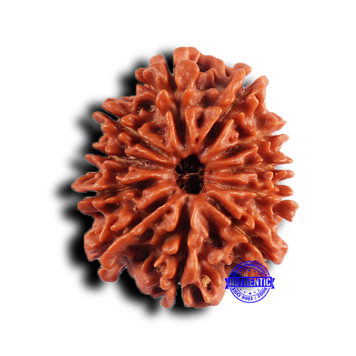 11 Mukhi Nepalese Rudraksha - Bead No. 380