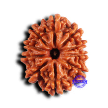 Load image into Gallery viewer, 11 Mukhi Nepalese Rudraksha - Bead No. 382
