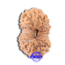 Load image into Gallery viewer, 14 mukhi Indonesian Rudraksha -  Bead No. 124
