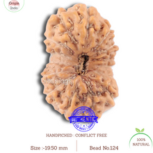 Load image into Gallery viewer, 14 mukhi Indonesian Rudraksha -  Bead No. 124

