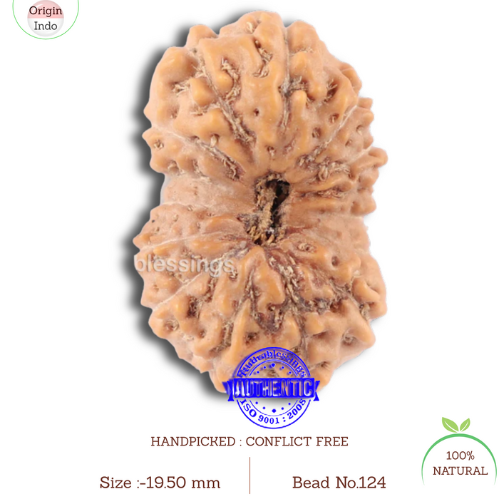 14 mukhi Indonesian Rudraksha -  Bead No. 124