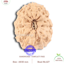 Load image into Gallery viewer, 14 mukhi Indonesian Rudraksha -  Bead No. 127
