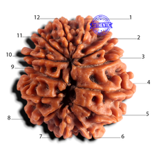 Load image into Gallery viewer, 12 Mukhi Nepalese Rudraksha - Bead No 401

