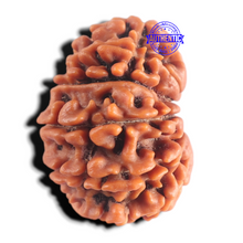Load image into Gallery viewer, 12 Mukhi Nepalese Rudraksha - Bead No 401
