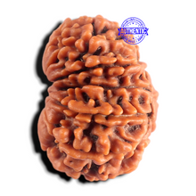 Load image into Gallery viewer, 12 Mukhi Nepalese Rudraksha - Bead No 401
