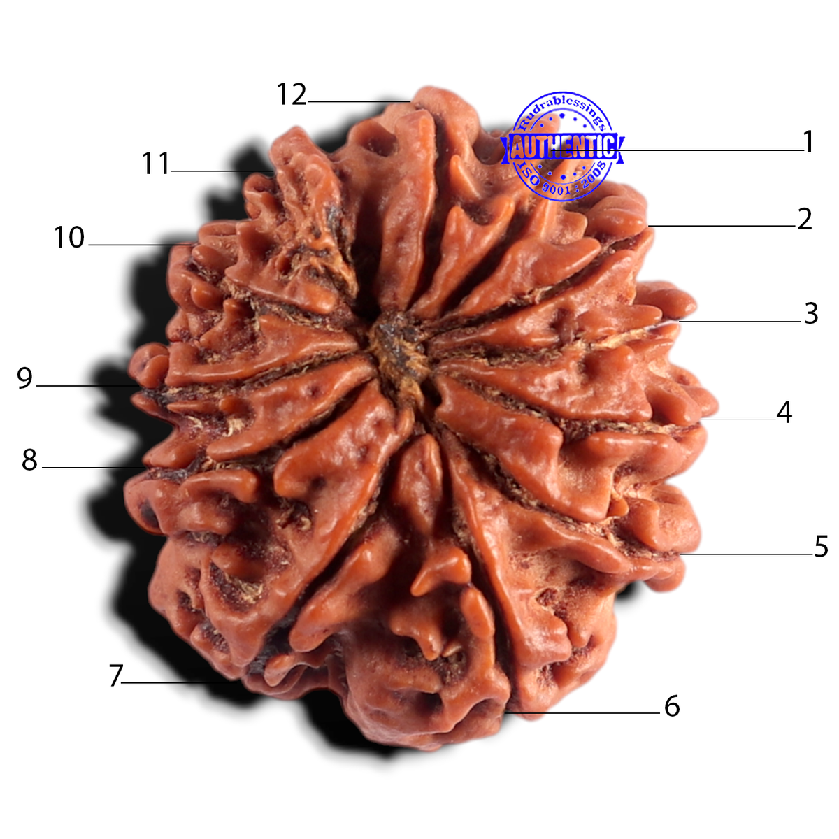 12 Mukhi Nepalese Rudraksha - Bead No 402 – Rudra and Sons