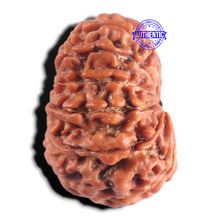 Load image into Gallery viewer, 12 Mukhi Nepalese Rudraksha - Bead No 402
