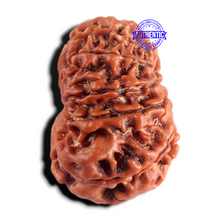 Load image into Gallery viewer, 12 Mukhi Nepalese Rudraksha - Bead No 402
