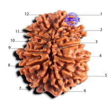 Load image into Gallery viewer, 12 Mukhi Nepalese Rudraksha - Bead No 403
