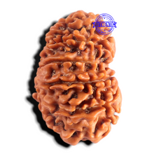 Load image into Gallery viewer, 12 Mukhi Nepalese Rudraksha - Bead No 403
