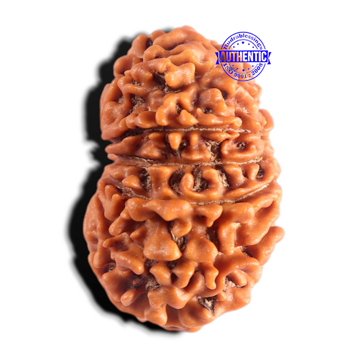12 Mukhi Nepalese Rudraksha - Bead No 403