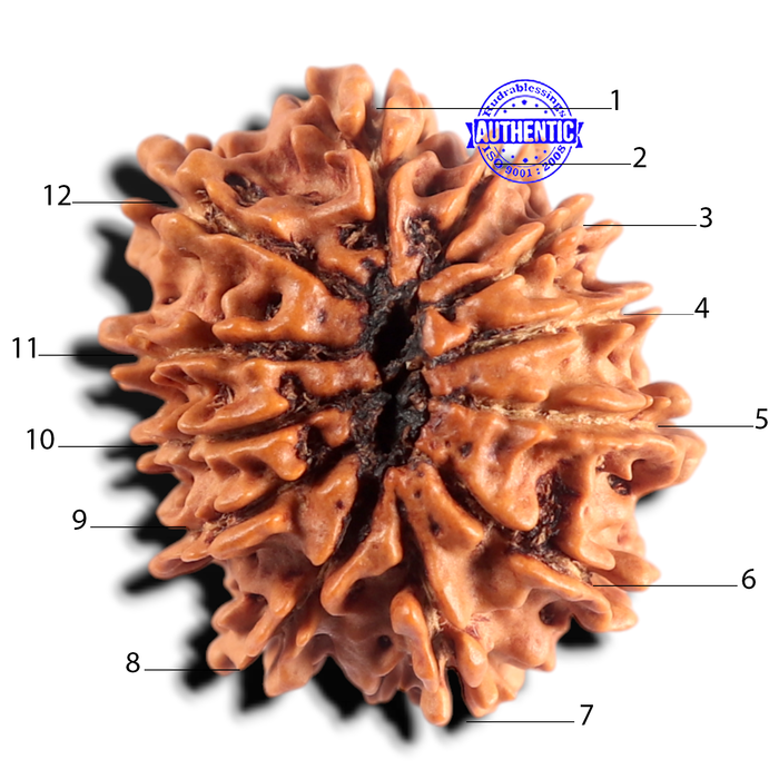 12 Mukhi Nepalese Rudraksha - Bead No 404