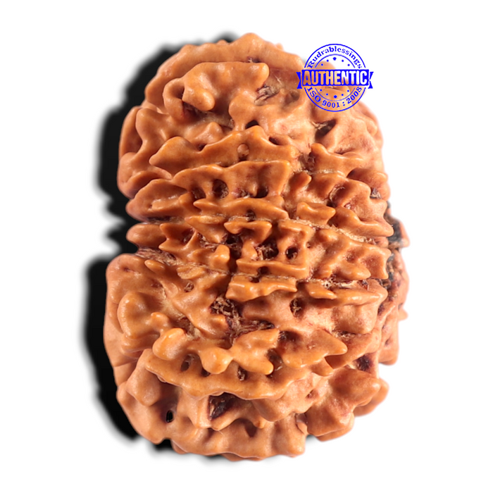 12 Mukhi Nepalese Rudraksha - Bead No 404
