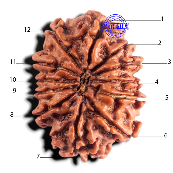 12 Mukhi Nepalese Rudraksha - Bead No 405