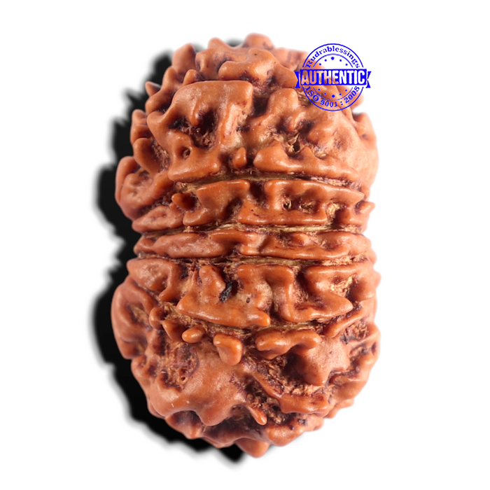 12 Mukhi Nepalese Rudraksha - Bead No 405