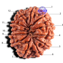 Load image into Gallery viewer, 12 Mukhi Nepalese Rudraksha - Bead No 406
